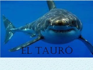 El tauró
 