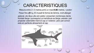 CARACTERISTIQUES
Mesura entre 2 i 3 metres,amb un maxim de3,85 metres, i poden
Pesar fins a700 kg. El musell té forma de lámina ,molt allargat
iaplanat, els seus ulls són petits i presenten nombroses dents
frontals llargs i punxeguts.La mandibula es llarga ,estreta i pot
projectar ostensible ment el cap a l´exterior, pero pel común
esta en perfecte alineament al cap.
 