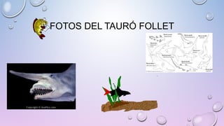 FOTOS DEL TAURÓ FOLLET
 