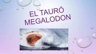 EL TAURÓ
MEGALODON
 