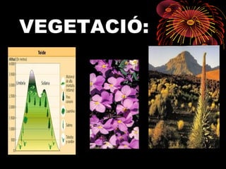 VEGETACIÓ:

 