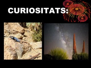 CURIOSITATS:

 