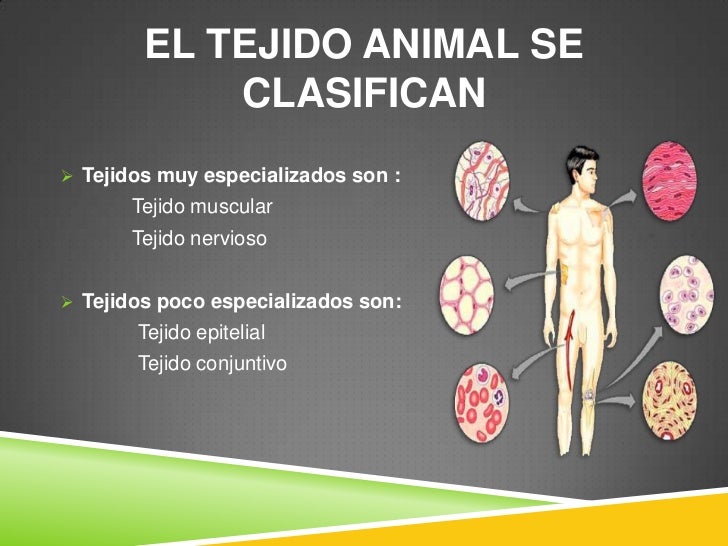El tejido animal y su clasificacion