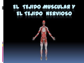 El  tejido muscular y el tejido  NERVIOSO 