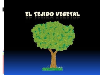 El TEJIDO VEGETAL