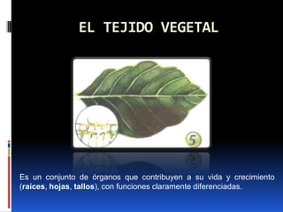 EL TEJIDO VEGETAL Es un conjunto de órganos que contribuyen a su vida y crecimiento (raíces, hojas, tallos), con funciones claramente diferenciadas.