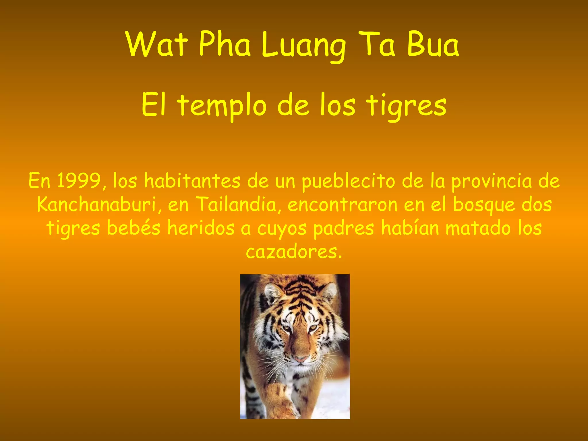 Wat Pha Luang Ta Bua El templo de los tigres En 1999, los habitantes de un pueblecito de la provincia de Kanchanaburi, en Tailandia, encontraron en el bosque dos tigres bebés heridos a cuyos padres habían matado los cazadores .