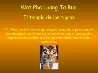 Wat Pha Luang Ta Bua   El templo de los tigres En 1999, los habitantes de un pueblecito de la provincia de Kanchanaburi, en Tailandia, encontraron en el bosque dos tigres bebés heridos a cuyos padres habían matado los cazadores . 