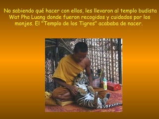 No sabiendo qué hacer con ellos, les llevaron al templo budista Wat Pha Luang donde fueron recogidos y cuidados por los monjes. El "Templo de los Tigres" acababa de nacer.