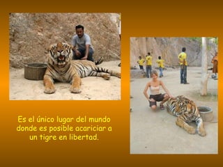 Es el único lugar del mundo donde es posible acariciar a un tigre en libertad.