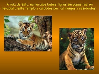 A raíz de ésto, numerosos bebés tigres sin papás fueron llevados a este templo y cuidados por los monjes y residentes.