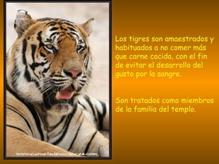 Los tigres son amaestrados y habituados a no comer más que carne cocida, con el fin de evitar el desarrollo del gusto por la sangre. Son tratados como miembros de la familia del templo.