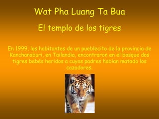Wat Pha Luang Ta Bua
El templo de los tigres
En 1999, los habitantes de un pueblecito de la provincia de
Kanchanaburi, en Tailandia, encontraron en el bosque dos
tigres bebés heridos a cuyos padres habían matado los
cazadores.
 