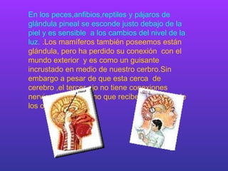 En los peces,anfibios,reptiles y pájaros de glándula pineal se esconde justo debajo de la piel y es sensible  a los cambios del nivel de la luz.   .Los mamíferos también poseemos están glándula, pero ha perdido su conexión  con el mundo exterior  y es como un guisante incrustado en medio de nuestro cerbro.Sin embargo a pesar de que esta cerca  de cerebro ,el tercer ojo no tiene conexiones nerviosas con el ,sino que recibe mensajes  de los ojos. 