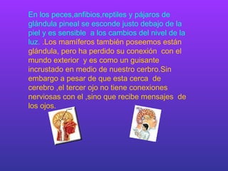 En los peces,anfibios,reptiles y pájaros de glándula pineal se esconde justo debajo de la piel y es sensible  a los cambios del nivel de la luz.   .Los mamíferos también poseemos están glándula, pero ha perdido su conexión  con el mundo exterior  y es como un guisante incrustado en medio de nuestro cerbro.Sin embargo a pesar de que esta cerca  de cerebro ,el tercer ojo no tiene conexiones nerviosas con el ,sino que recibe mensajes  de los ojos. 