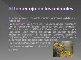El tercer ojo en los animalesAunque parezca increíble muchos animales  exhiben su tercer ojoEn el Tuatara, que vive en Nueva Zelanda, podemos ver el  tercer ojo situado  entre sus dos ojos normales. Conocido como la Glándula Pineal, esta cubierto  por una piel  con forma de gafas, no puede formar imágenes correctas .En los peces, anfibios, reptiles y pájaros la glándula pineal se ubica debajo de la piel  y es sensible a los cambios del nivel de luz.      La Glándula Pineal de los mamíferos     perdió su conexión con el mundo    exterior. 