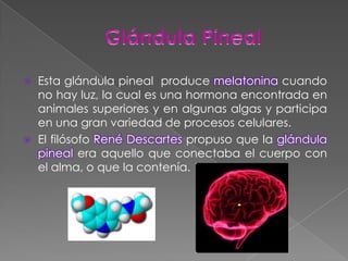 Glándula PinealEsta glándula pineal  produce melatoninacuando no hay luz, la cual es una hormona encontrada en animales superiores y en algunas algas y participa en una gran variedad de procesos celulares.El filósofo René Descartespropuso que la glándula pineal era aquello que conectaba el cuerpo con el alma, o que la contenía.