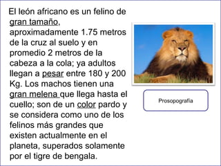 El león africano es un felino de
gran tamaño,
aproximadamente 1.75 metros
de la cruz al suelo y en
promedio 2 metros de la
cabeza a la cola; ya adultos
llegan a pesar entre 180 y 200
Kg. Los machos tienen una
gran melena que llega hasta el
cuello; son de un color pardo y
se considera como uno de los
felinos más grandes que
existen actualmente en el
planeta, superados solamente
por el tigre de bengala.

Prosopografía

 