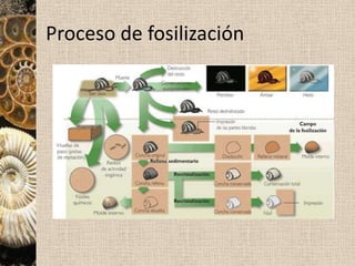 Paraconformidad: falta algún miembro de la serie por la interrupción de la sedimentación.