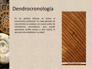 Ordenamiento interno: GranoselecciónRipplemarksImpresiones en el techo de los estratos:Grietas de desecaciónHuellas de gotas de lluviaHuellas de reptación, pisadasRestos de organismosMarcas de corriente