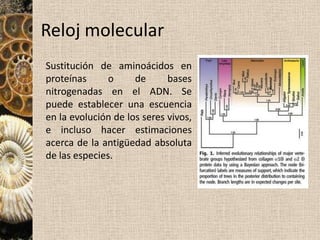 Métodos estratigráficos Principio de sucesión (fauna y flora): los fósiles contenidos  en una roca sedimentaria nos permiten determinar el periodo en el que se depositó dicha roca. 