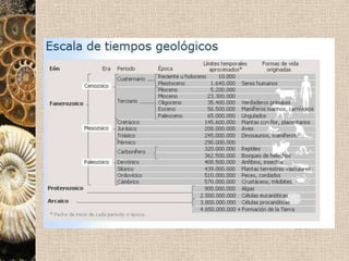 Fósiles guía característicosAmmonites (Mesozoico)Belemnites (Mesozoico)