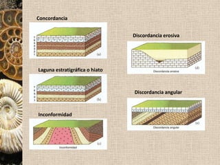 Métodos estratigráficos Principio de superposición de los estratos: en una serie sedimentaria no deformada, los estratos superiores son más recientes que los situados por debajo de él.