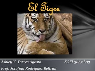 Ashley Y. Torres Agosto SOFI 3067 L03
Prof. Josefina Rodriguez Beltran
El Tigre
 