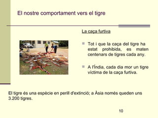  Tot i que la caça del tigre ha 
estat prohibida, es maten 
centenars de tigres cada any. 
 A l'Índia, cada dia mor un tigre 
víctima de la caça furtiva. 
10 
El nostre comportament vers el tigre 
La caça furtiva 
El tigre és una espècie en perill d'extinció; a Àsia només queden uns 
3.200 tigres. 
 