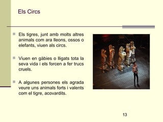13 
Els Circs 
 Els tigres, junt amb molts altres 
animals com ara lleons, ossos o 
elefants, viuen als circs. 
 Viuen en gàbies o lligats tota la 
seva vida i els forcen a fer trucs 
cruels. 
 A algunes persones els agrada 
veure uns animals forts i valents 
com el tigre, acovardits. 
 
