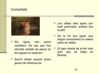 14 
Curiositats 
 Els tigres són grans 
nedadors. Se sap que han 
abordat vaixells de pesca en 
les aigües on nedaven. 
 Sovint neden perquè tenen 
ganes de refrescar-se. 
 Les ratlles dels tigres són 
molt profundes; arriben fins 
la pell. 
 No hi ha dos tigres que 
tinguin exactament el mateix 
patró de ratlles. 
 El tigre siberià és el felí més 
gran que es troba en 
llibertat. 
 
