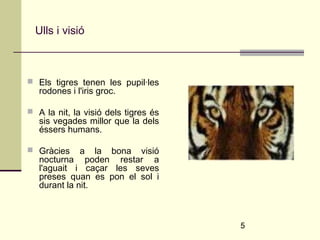 5 
Ulls i visió 
 Els tigres tenen les pupil·les 
rodones i l'iris groc. 
 A la nit, la visió dels tigres és 
sis vegades millor que la dels 
éssers humans. 
 Gràcies a la bona visió 
nocturna poden restar a 
l'aguait i caçar les seves 
preses quan es pon el sol i 
durant la nit. 
 