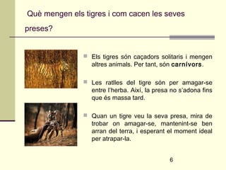 Què mengen els tigres i com cacen les seves 
preses? 
 Els tigres són caçadors solitaris i mengen 
altres animals. Per tant, són carnívors. 
 Les ratlles del tigre són per amagar-se 
entre l’herba. Així, la presa no s’adona fins 
que és massa tard. 
 Quan un tigre veu la seva presa, mira de 
trobar on amagar-se, mantenint-se ben 
arran del terra, i esperant el moment ideal 
per atrapar-la. 
6 
 