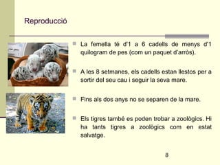 8 
Reproducció 
 La femella té d'1 a 6 cadells de menys d'1 
quilogram de pes (com un paquet d’arròs). 
 A les 8 setmanes, els cadells estan llestos per a 
sortir del seu cau i seguir la seva mare. 
 Fins als dos anys no se separen de la mare. 
 Els tigres també es poden trobar a zoològics. Hi 
ha tants tigres a zoològics com en estat 
salvatge. 
 