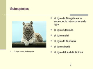 9 
Subespècies 
 El tigre blanc de Bengala 
 el tigre de Bengala és la 
subespècie més comuna de 
tigre 
 el tigre indoxinès 
 el tigre malai 
 el tigre de Sumatra 
 el tigre siberià 
 el tigre del sud de la Xina 
 