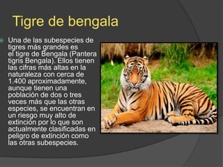Tigre de bengala
 Una de las subespecies de
tigres más grandes es
el tigre de Bengala (Pantera
tigris Bengala). Ellos tienen
las cifras más altas en la
naturaleza con cerca de
1.400 aproximadamente,
aunque tienen una
población de dos o tres
veces más que las otras
especies, se encuentran en
un riesgo muy alto de
extinción por lo que son
actualmente clasificadas en
peligro de extinción como
las otras subespecies.
 
