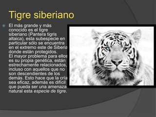 Tigre siberiano
 El más grande y más
conocido es el tigre
siberiano (Pantera tigris
altaica), esta subespecie en
particular sólo se encuentra
en el extremo este de Siberia,
donde están protegidos.
El mayor problema para ellos
es su propia genética, están
estrechamente relacionados,
incluso con aquellos que no
son descendientes de los
demás. Esto hace que la cría
sea eficaz, además es difícil
que pueda ser una amenaza
natural esta especie de tigre.
 