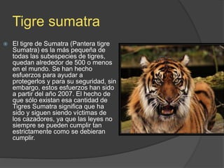 Tigre sumatra
 El tigre de Sumatra (Pantera tigre
Sumatra) es la más pequeña de
todas las subespecies de tigres,
quedan alrededor de 500 o menos
en el mundo. Se han hecho
esfuerzos para ayudar a
protegerlos y para su seguridad, sin
embargo, estos esfuerzos han sido
a partir del año 2007. El hecho de
que sólo existan esa cantidad de
Tigres Sumatra significa que ha
sido y siguen siendo víctimas de
los cazadores, ya que las leyes no
siempre se pueden cumplir tan
estrictamente como se debieran
cumplir.
 