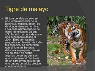 Tigre de malayo
 El tigre de Malasia sólo se
encuentra alrededor de la
península malaya, de ahí es
de donde viene su nombre.
Esta es la última especie de
tigres identificados ya que
sólo ha sido reconocida como
una subespecie desde el
2004. Ellos son los más
pequeños en tamaño de todas
las especies, se confunden
con el tigre de Sumatra,
debido a su pequeño tamaño
y a su color, de hecho,
algunas personas piensan
que están mirando las fotos
de un tigre joven en lugar de
uno que es un adulto crecido
con esta especie
 