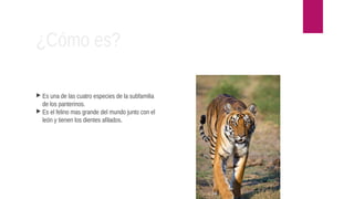 ¿Cómo es?
Es una de las cuatro especies de la subfamilia
de los panterinos.
Es el felino mas grande del mundo junto con el
león y tienen los dientes afilados.