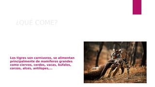 ¿QUÉ COME?
Los tigres son carnívoros, se alimentan
principalmente de mamíferos grandes
como ciervos, cerdos, vacas, búfalos,
corzos, alces, antílopes,…
 