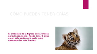CÓMO PUEDEN TENER CRÍAS
El embarazo de la tigresa dura 3 meses
aproximadamente . Puede tener 5 crías
en un solo parto, pero suele morir
quedando las más fuertes.
 