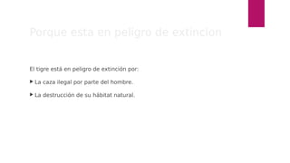 Porque esta en peligro de extincion
El tigre está en peligro de extinción por:
La caza ilegal por parte del hombre.
La destrucción de su hábitat natural.