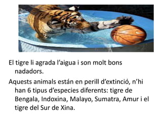 El tigre li agrada l’aigua i son molt bons
   nadadors.
Aquests animals están en perill d’extinció, n’hi
   han 6 tipus d’especies diferents: tigre de
   Bengala, Indoxina, Malayo, Sumatra, Amur i el
   tigre del Sur de Xina.
 