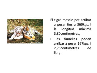 El tigre mascle pot arribar
   a pesar fins a 360kgs. I
   la longitud màxima
   3,80centímetres.
I les famelles poden
   arribar a pesar 167kgs. I
   2,75centímetres       de
   llarg.
 