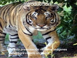 El Tigre 3