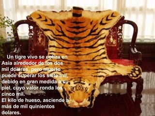 El Tigre 3