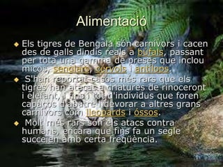 Alimentació 
 Els tigres de Bengala són carnívors i cacen 
des de galls dindis reals a búfals, passant 
per tota una gamma de preses que inclou 
micos, senglars, cérvols i antílops. 
 S'han reportat casos més rars que els 
tigres han atacat a criatures de rinoceront 
i elefant, i fins i tot d'individus que foren 
capaços d'abatre i devorar a altres grans 
carnívors com lleopards i óssos. 
 Molt més rars són els atacs contra 
humans, encara que fins fa un segle 
succeïen amb certa freqüència. 
 
