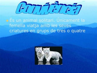  És un animal solitari. Únicament la 
femella viatja amb les seves 
criatures en grups de tres o quatre 
 