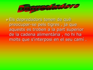  Els depredadors tenen de què 
preocupar-se pels tigres , ja que 
aquests es troben a la part superior 
de la cadena alimentària , no hi ha 
molts que s'interposi en el seu camí . 
 